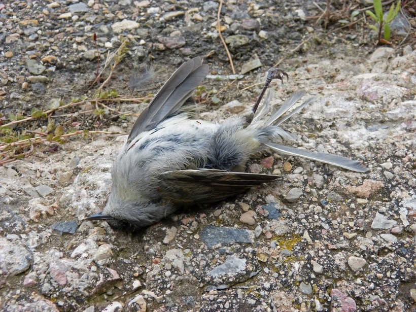 Thousands of Birds Are Mysteriously Dropping Dead in New Mexico