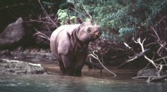 Rare Sighting of Javan Rhino Calves in Indonesa's Ujung Kulon National Park