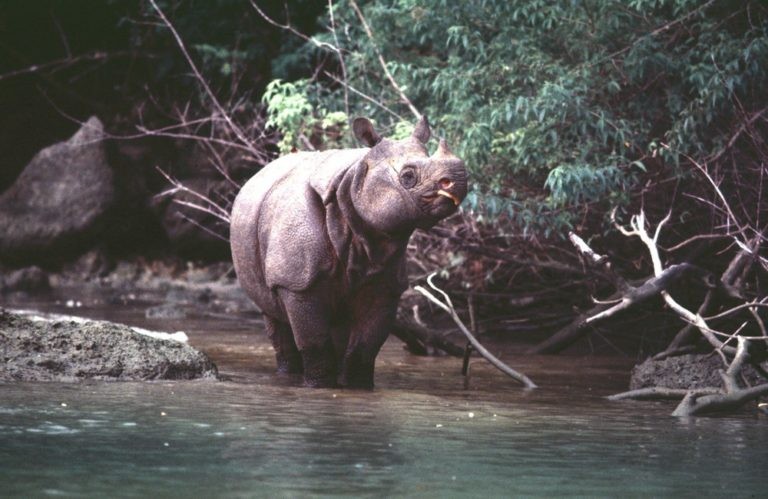 Rare Sighting of Javan Rhino Calves in Indonesa's Ujung Kulon National Park