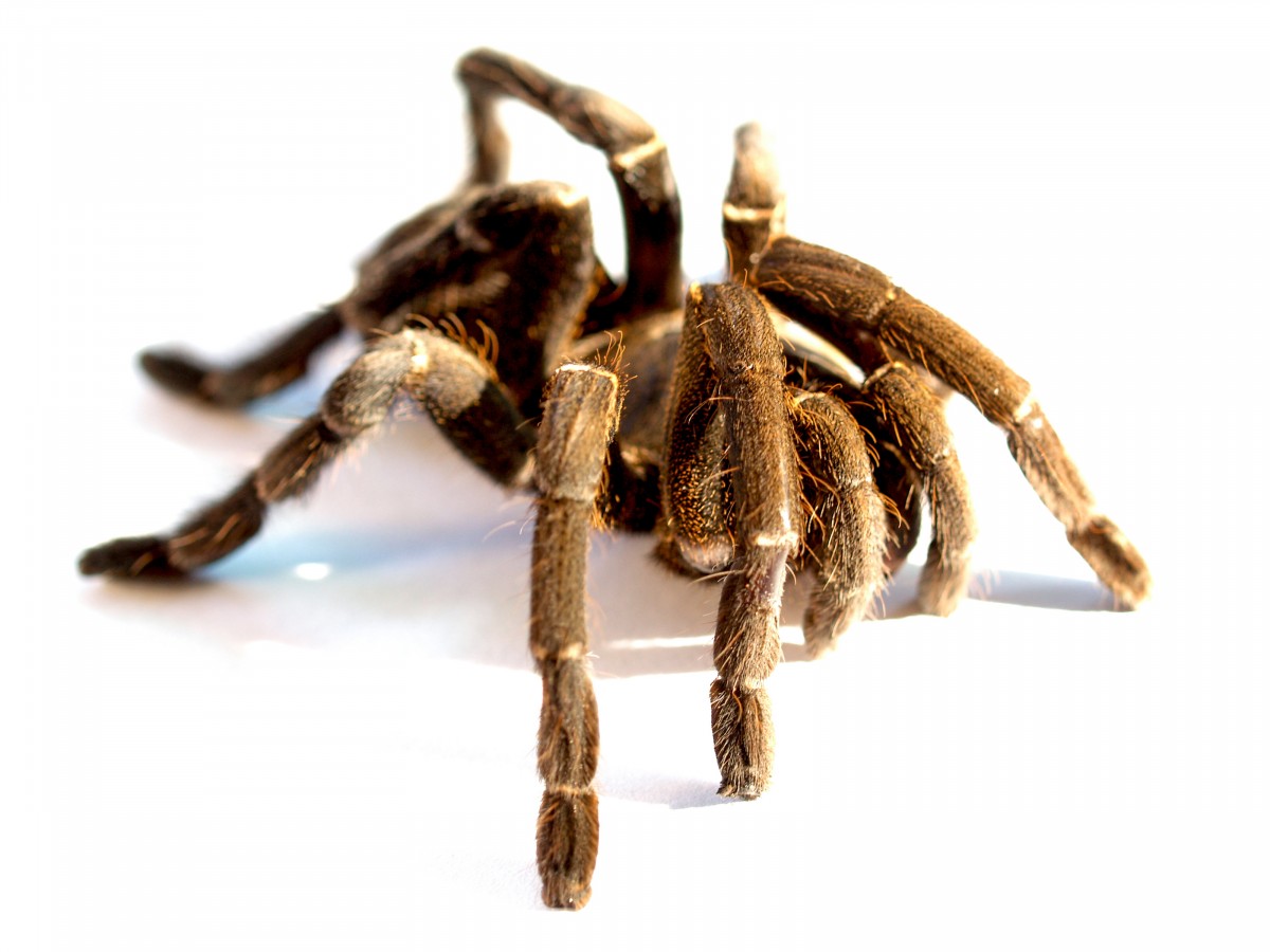 Spider Venom Could Help Alleviate Pain Caused by Irritable