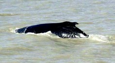 Humpback Whale Found Its Way Back To Sea After Getting Lost in Crocodile-Infested River
