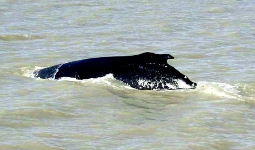 Humpback Whale Found Its Way Back To Sea After Getting Lost in Crocodile-Infested River