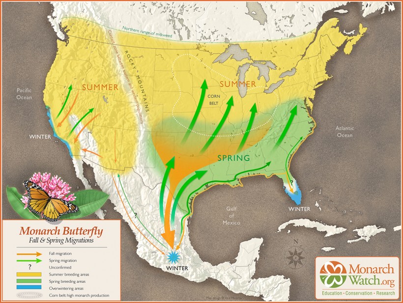 Science Times - Monarch Butterflies' Spectacular Migration Is at Risk – an Ambitious New Plan Aims To Help Save It