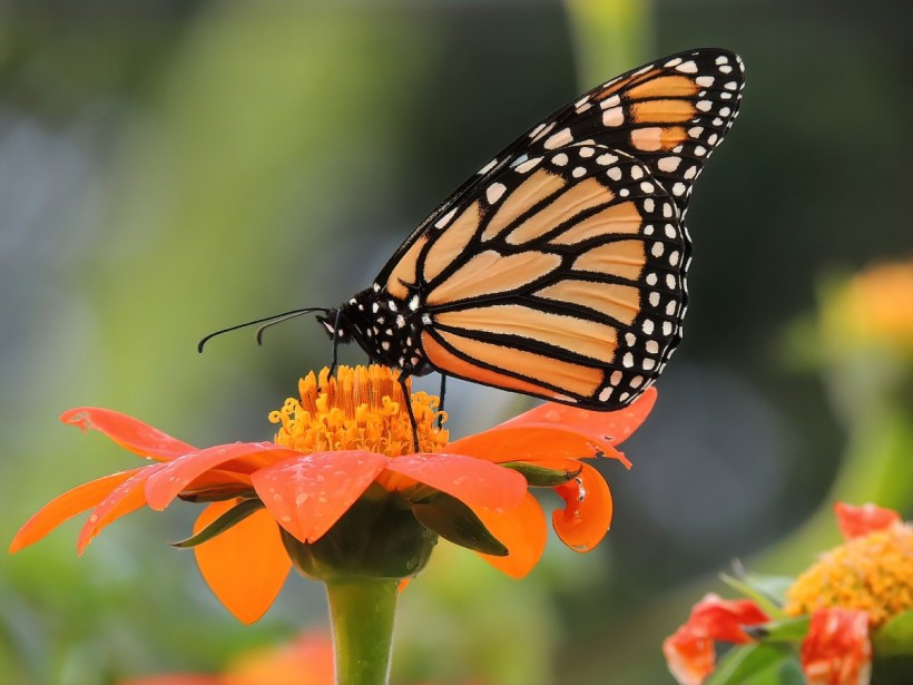 Science Times - Monarch Butterflies' Spectacular Migration Is at Risk – an Ambitious New Plan Aims To Help Save It
