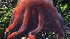 Rare Seven-Armed Octopus Found in Washington Beach