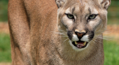 Residents from Pacifica, California Report a Mountain Lion Observing Two Children