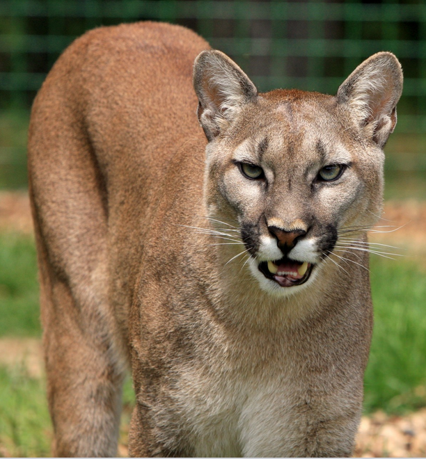 Residents from Pacifica, California Report a Mountain Lion Observing Two Children