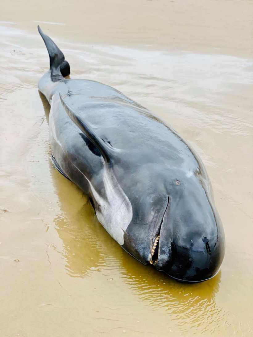 Why are Australian Rescuers Forced to Euthanize the Trapped Whales in Tasmania