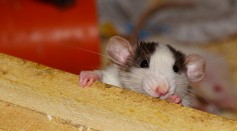 Can A Rat Tell When A Movie Features Rats?