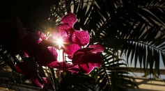 Exotic Orchids On Display At RHS Wisley