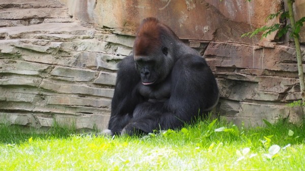 The Neural Cruelty of Captivity: Keeping Large Mammals in Zoos and Aquariums Damages Their Brains - Science Times