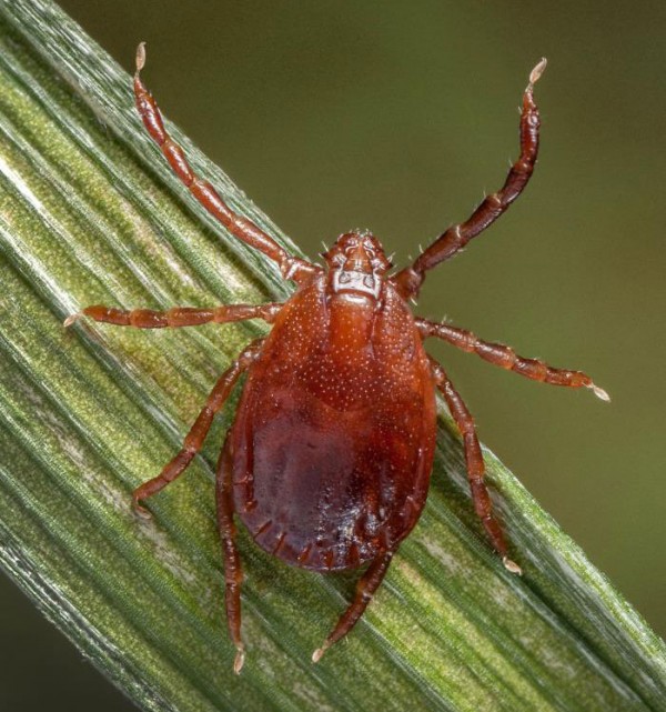 Two Exotic DiseaseCarrying Ticks Identified in Rhode Island & First