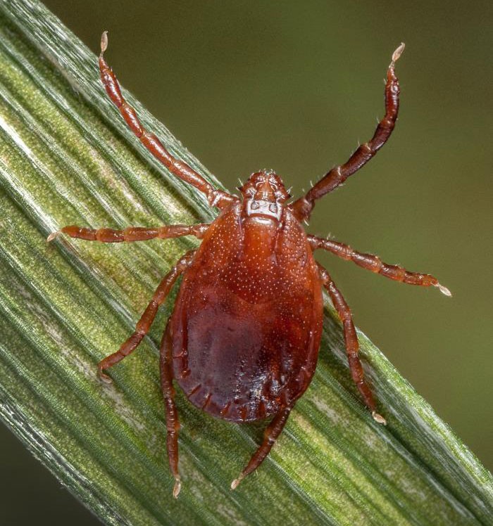 Two Exotic Disease-Carrying Ticks Had Just Been Identified in Rhode Island