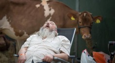 A Man Sleeps on a Dairy Show