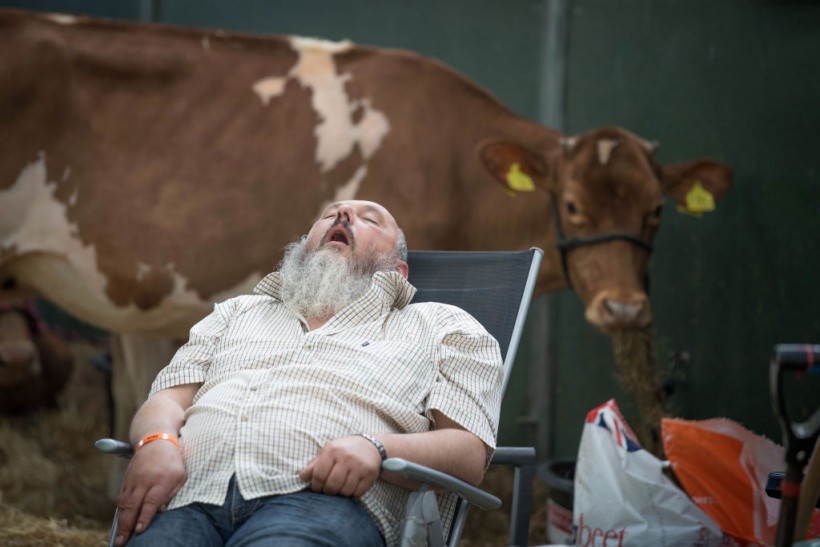 A Man Sleeps on a Dairy Show