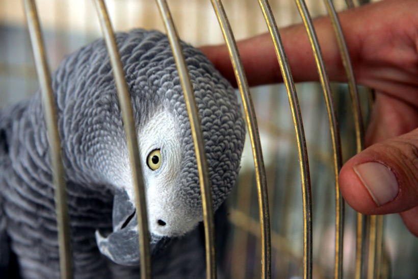 Five African Greys Isolated After Swearing At Visitors