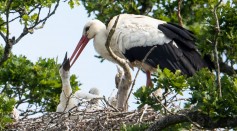Wild White Stork Chicks Hatch In UK For First Time In Centuries