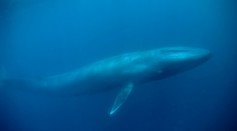 Marine Biologists Think That Blue Whale Song Times Indiciate Specific Seasons
