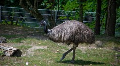  What's An Emu? The Bird Who Roamed the Streets of Boston