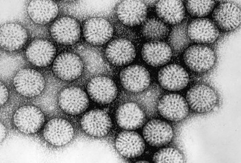 Immune System Protein Cocktail May Cure and Prevent Rotavirus
