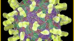 Getting Rhinovirus Can Build up the Immune System's Defenses Against Coronavirus