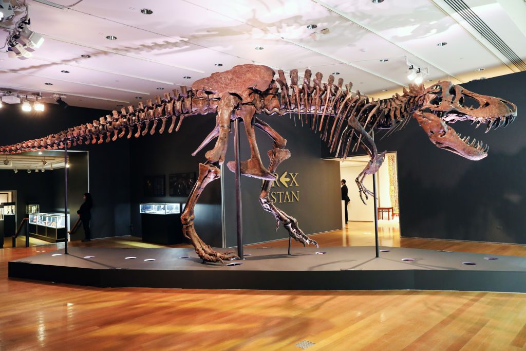 Most Complete Fossil Of T Rex Sold At 31 8 Million At New York Auction Science Times