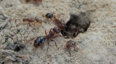 Black Imported Fire Ants Use Sand Grains to Avoid Drowning While Foraging Liquid Food