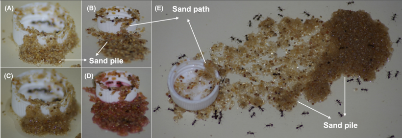 Black Imported Fire Ants Use Sand Grains to Avoid Drowning While Foraging Liquid Food