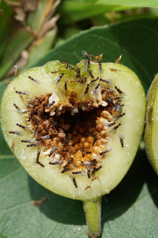 New Study Describes the Unique Relationship Between Fig Trees and Pollinator Wasps