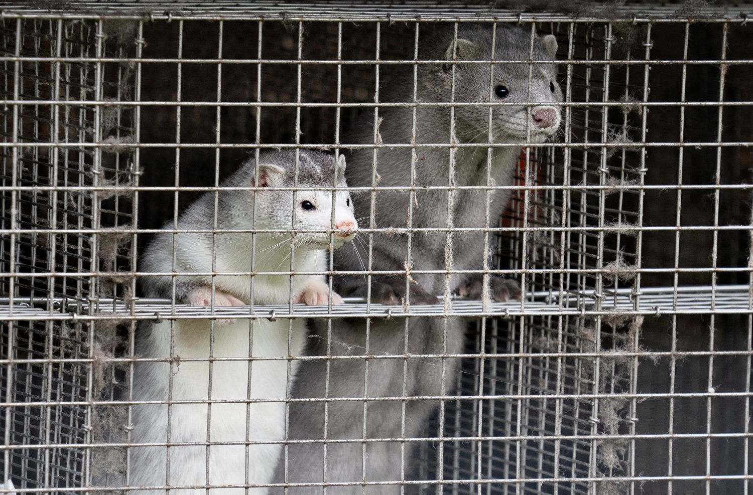 Thousands of coronavirus-infected minks in Utah and Wisconsin