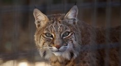 A Rescued Bobcat at a Shelter
