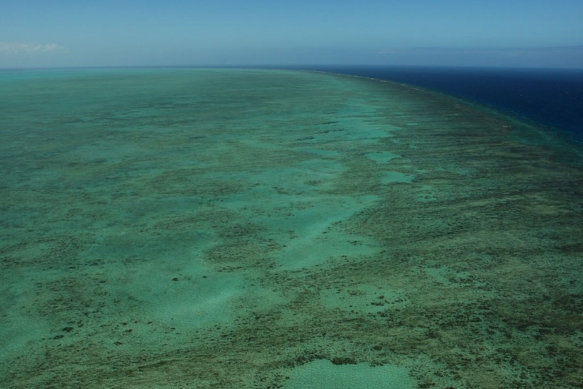 The Great Barrier Reef Has Declined By Half, New Study Shows | Science ...