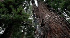 Sequoias And Coastal Redwoods Appear To Flourish Despite Climate Change