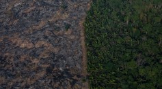Amazon Deforestation Could Breed Brand New Diseases For the Next Pandemic