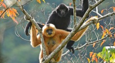Critically Endangered Hainan Gibbon Uses Manmade Rope Bridge For the First Time