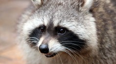 Raccoon Captured After Attacking Young Child and Tested Positive for Rabies