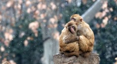 Animals Have Fun In Snowy China
