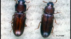 Flour Beetle Experiment Represents How Ecology is Affected By Invasive Species and Shifting Habitats
