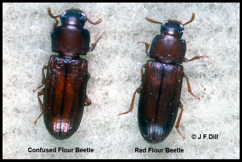 Flour Beetle Experiment Represents How Ecology is Affected By Invasive Species and Shifting Habitats