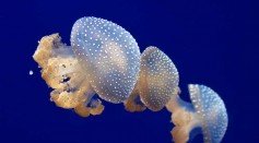Invasive Jellyfish Species From Australia Was Recently Spotted in North Carolina Beaches