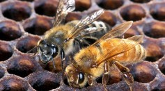Genetic Study of Honeybees May Help Beekeepers Breed Species for Desirable Traits