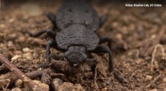 Meet the Toughest Beetle on the Planet that Can Survive 39,000 Times Its Weight