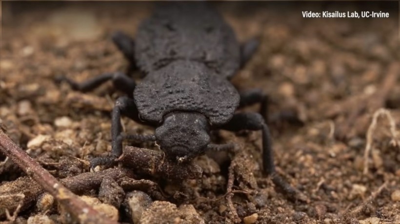 Meet the Toughest Beetle on the Planet that Can Survive 39,000 Times Its Weight