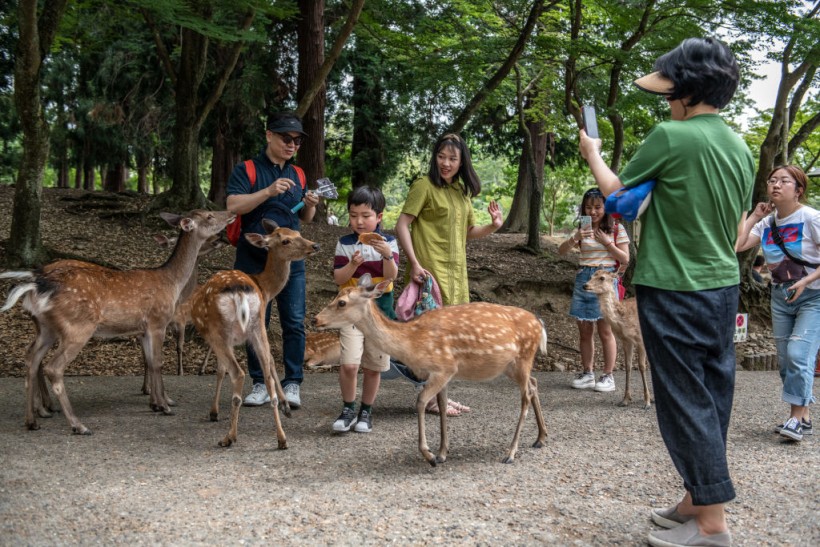 Deer-Friendly Packaging Invented After Nara's Sacred Deer Died From Ingesting Plasting Bags