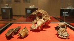 The cranium of an Australopithecus africanus
