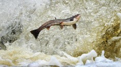 Releasing Captive-Bred Salmon Into the Wild Has Negative Consequences