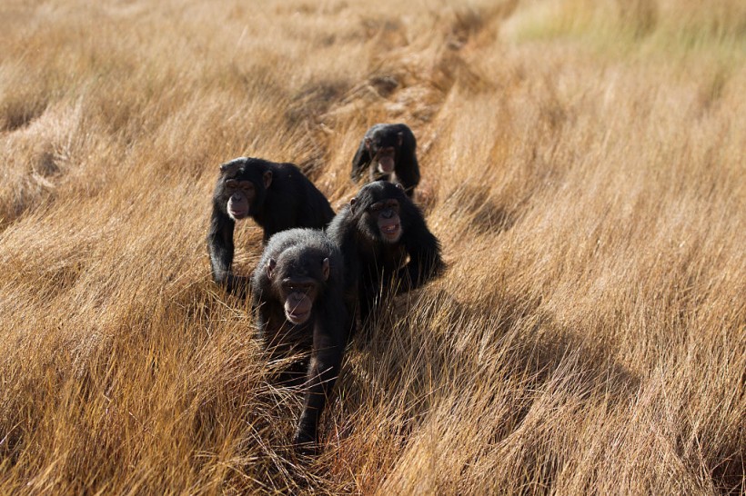 Rehabilitating Chimpanzees - A Labour Of Love
