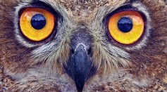 Unique DNA in Owl Eyes Give Them Night Vision to Rule the Dark