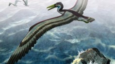 Paleontologists Describe What May be the Largest Bird Species in History