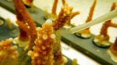 Viruses and Bacteria Can Infect Corals and Trigger Bleaching